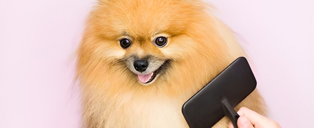 ¡Adiós Pelos, Hola Brillo! ✨ La Guía Definitiva de Cepillos para Mascotas