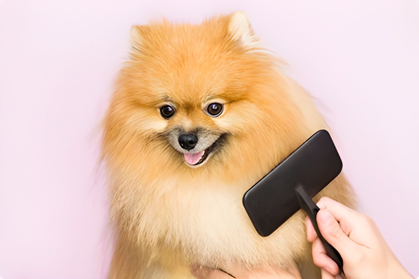 ¡Adiós Pelos, Hola Brillo! ✨ La Guía Definitiva de Cepillos para Mascotas