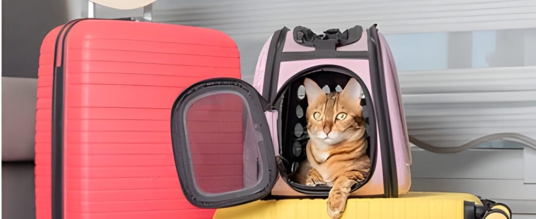 ¡Aventuras Peludas Sin Estrés! 🐾 Descubre los Mejores Transportines para Mascotas