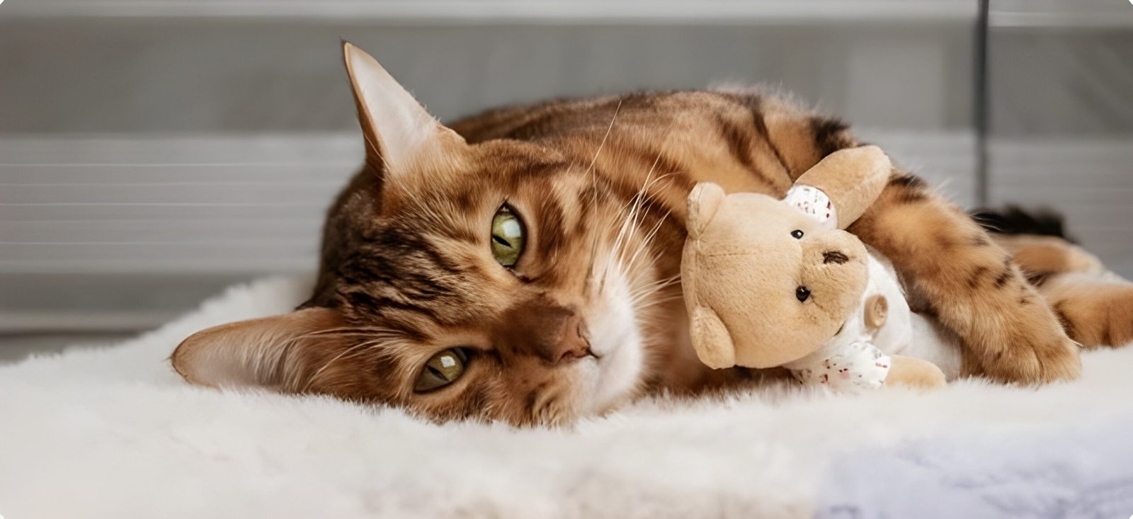 ¡Prepárate para Ronronear de Alegría! 😻 Descubre los Mejores Juguetes Interactivos para Gatos (¡Según mi Experiencia Gatuna!)