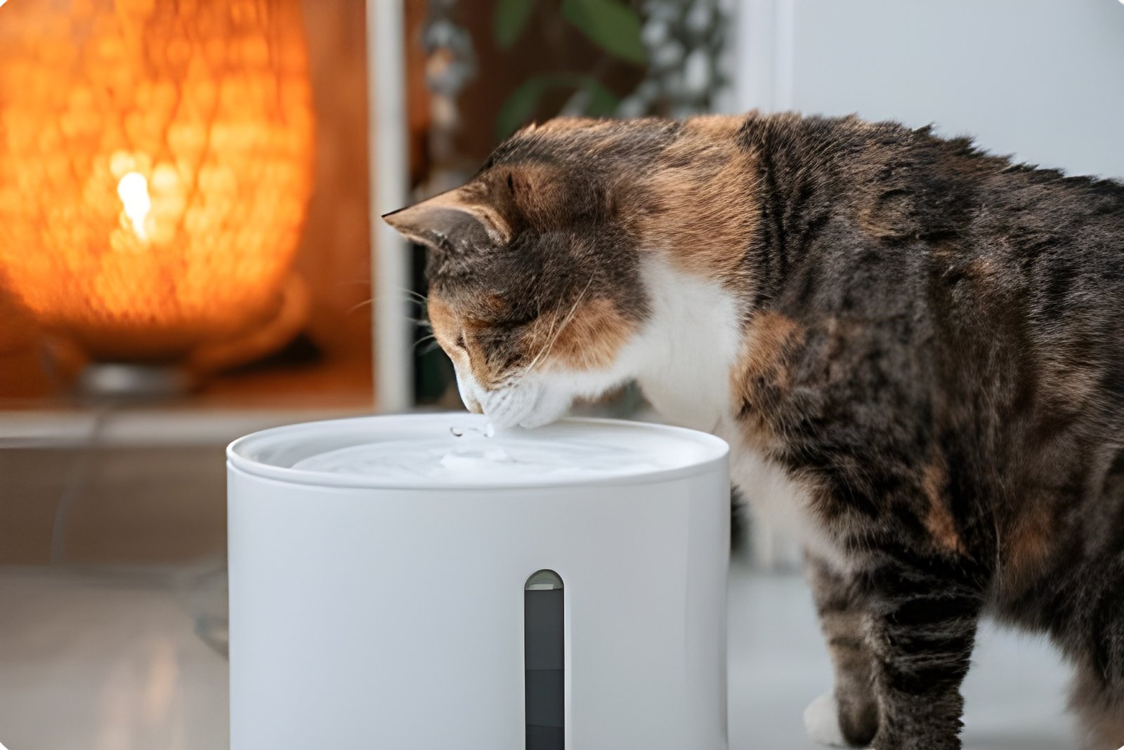 🐱 ¡Revolución en la Hidratación Felina! He Probado las 10 Mejores Fuentes de Agua y Aquí está mi Veredicto Definitivo 💧